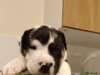 Mixed Breed dogs English Bulldog - Advert 9