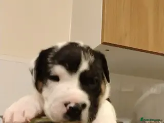 Mixed Breed dogs English Bulldog - Advert 20