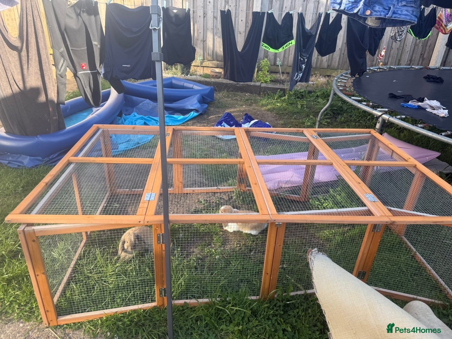 Mini Lop rabbits for sale: 2 mini lop boys in Hull - Advert 5