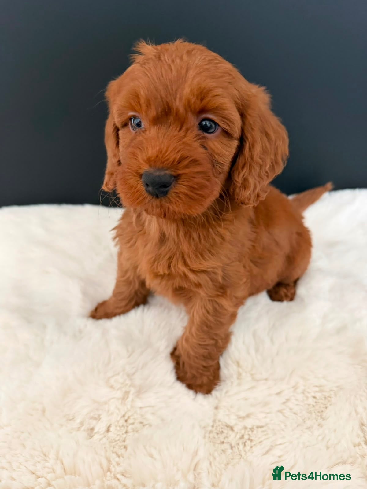 Cockapoo dogs Cockapoo Puppies - Advert 2