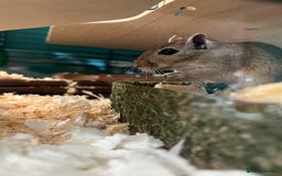 Gerbil rodents for sale: 2 male girbils for sale - Image 2