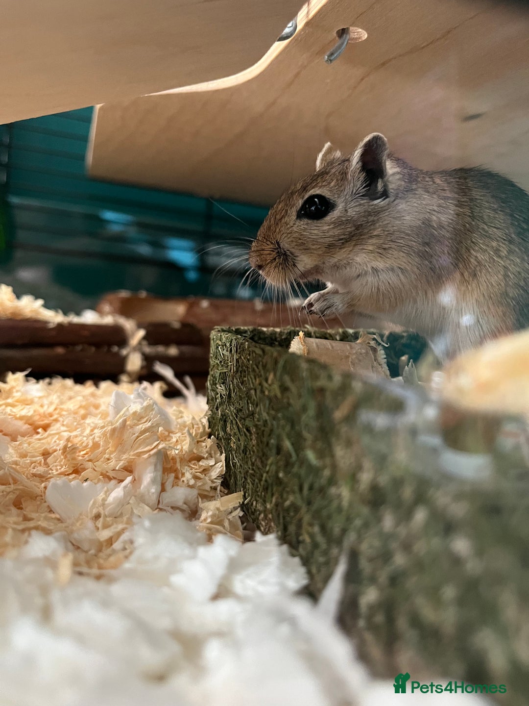 Gerbil rodents for sale: 2 male girbils for sale - Image 2