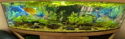 Cichlids fish for sale: Juwel Trigon 190l corner fish tank in Lancaster - Advert 1