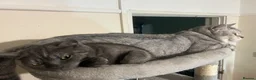 British Shorthair cats for sale: British Shorthair  - Advert 32