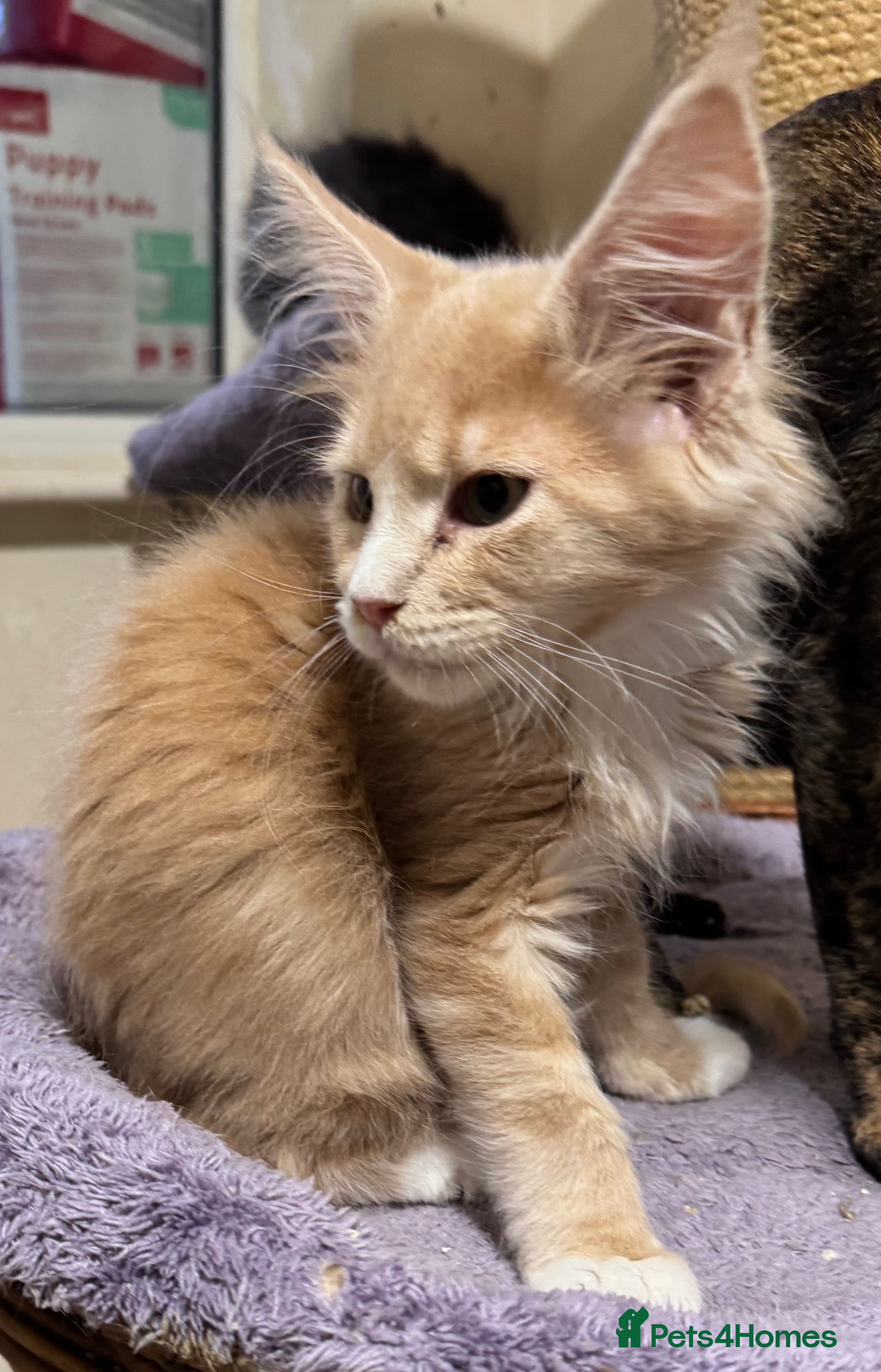 Maine Coon cats READY TO LEAVE HOME NOW - Advert 16