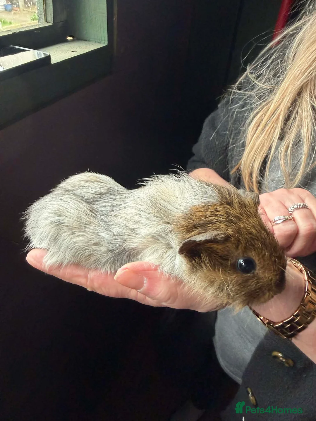Guinea Pig rodents for sale: Baby Guinea pigs  - Advert 2