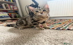 Mixed Breed cats for sale: 2 beautiful kittens - Image 2