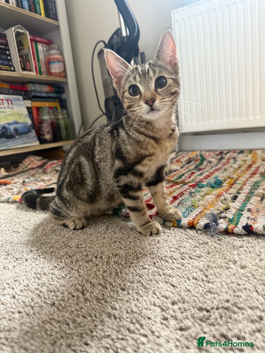 Mixed Breed cats for sale: 2 beautiful kittens - Image 2