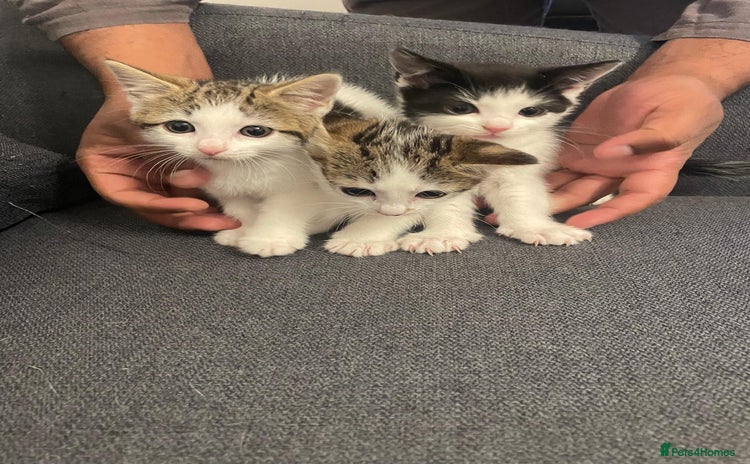 Mixed Breed cats - Advert 2