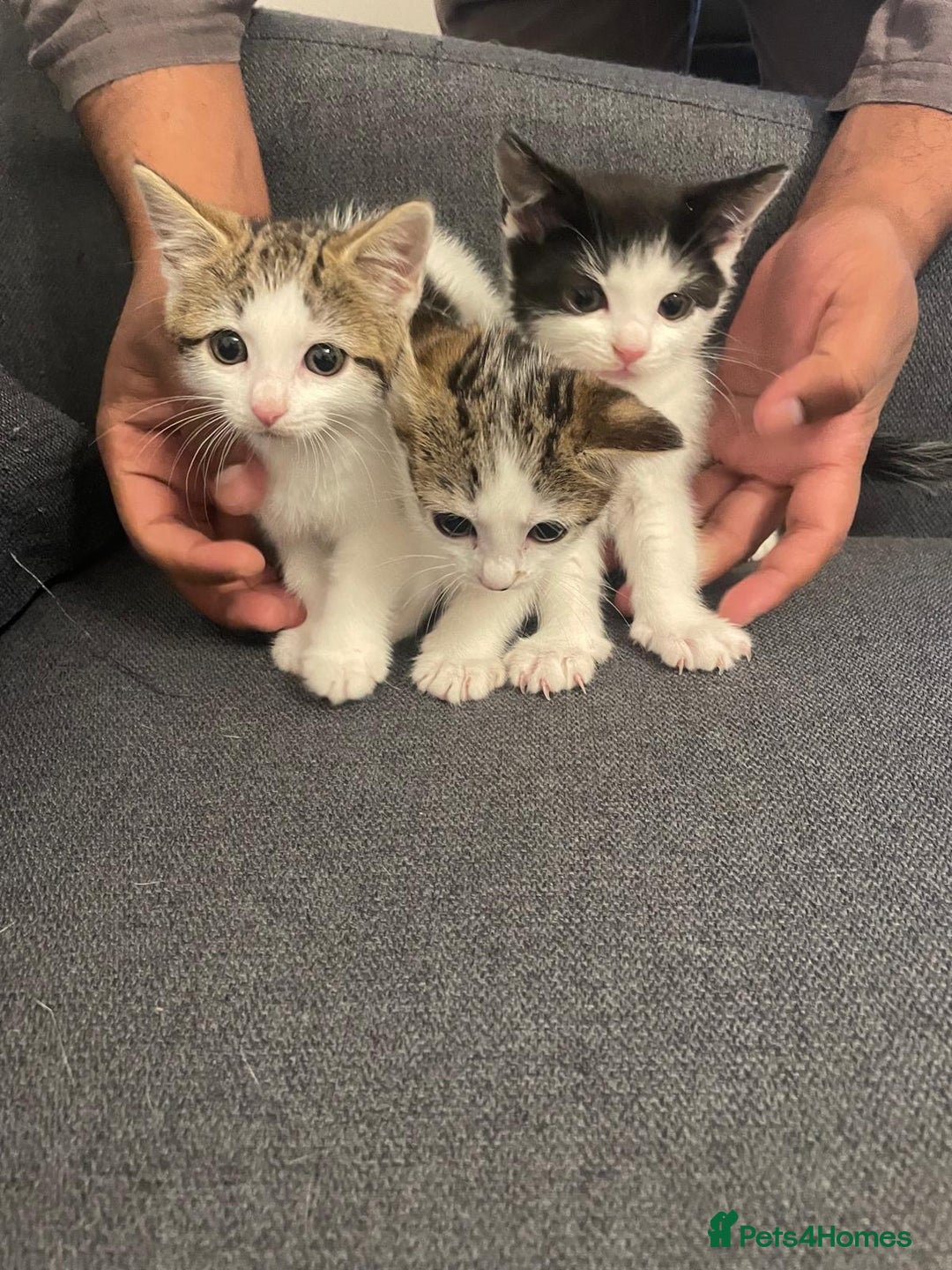 Mixed Breed cats for sale: Gorgeous mixed kittens from European Tabby breed - Image 1