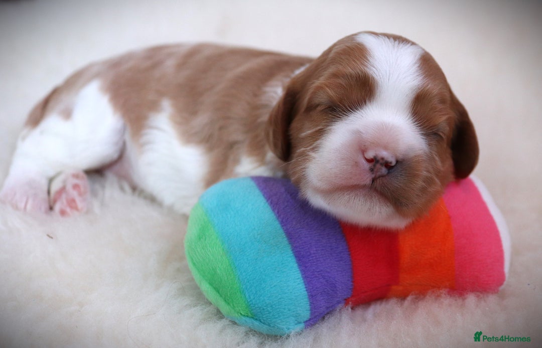 Cavapoo dogs for sale: 🌟Rare F1b Reverse Cavapoo(3/4 Cavalier1/4 Poodle) - Image 23