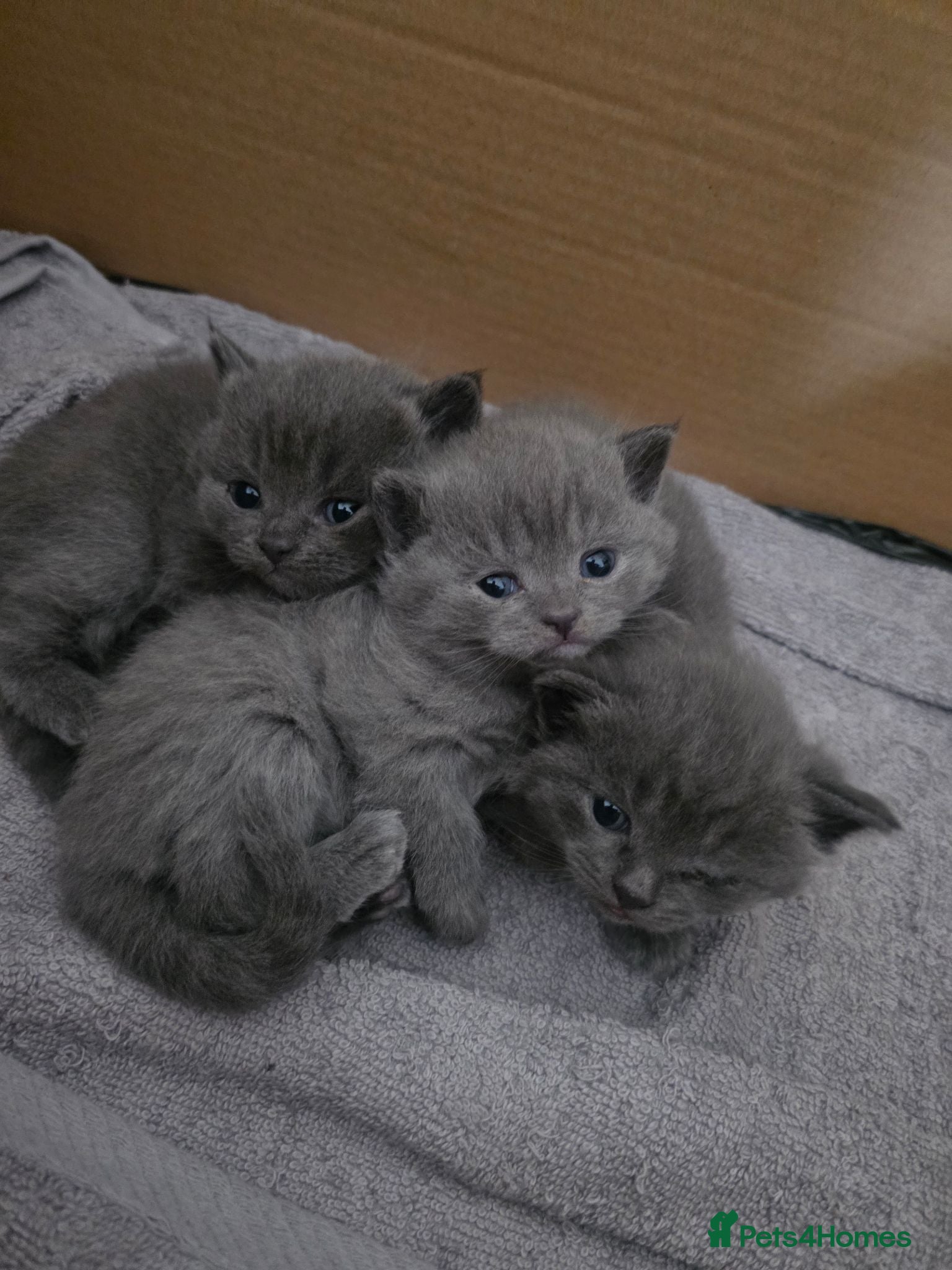 British Shorthair cats BRITISH SHORT HAIR BLUE EYES KITTENS - OLDHAM - Advert 1