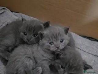 British Shorthair cats BRITISH SHORT HAIR BLUE EYES KITTENS - OLDHAM - Advert 1