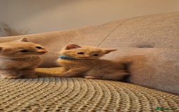 British Shorthair cats for sale: Beautiful Cream & Ginger Kittens  - Image 17