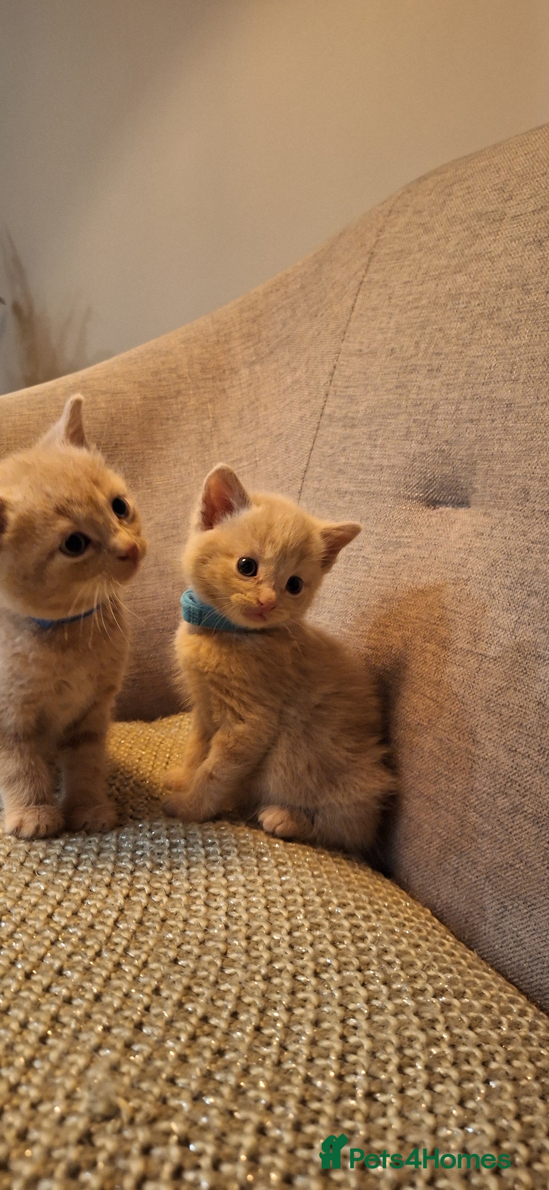 British Shorthair cats for sale: Beautiful Cream & Ginger Kittens  - Image 17