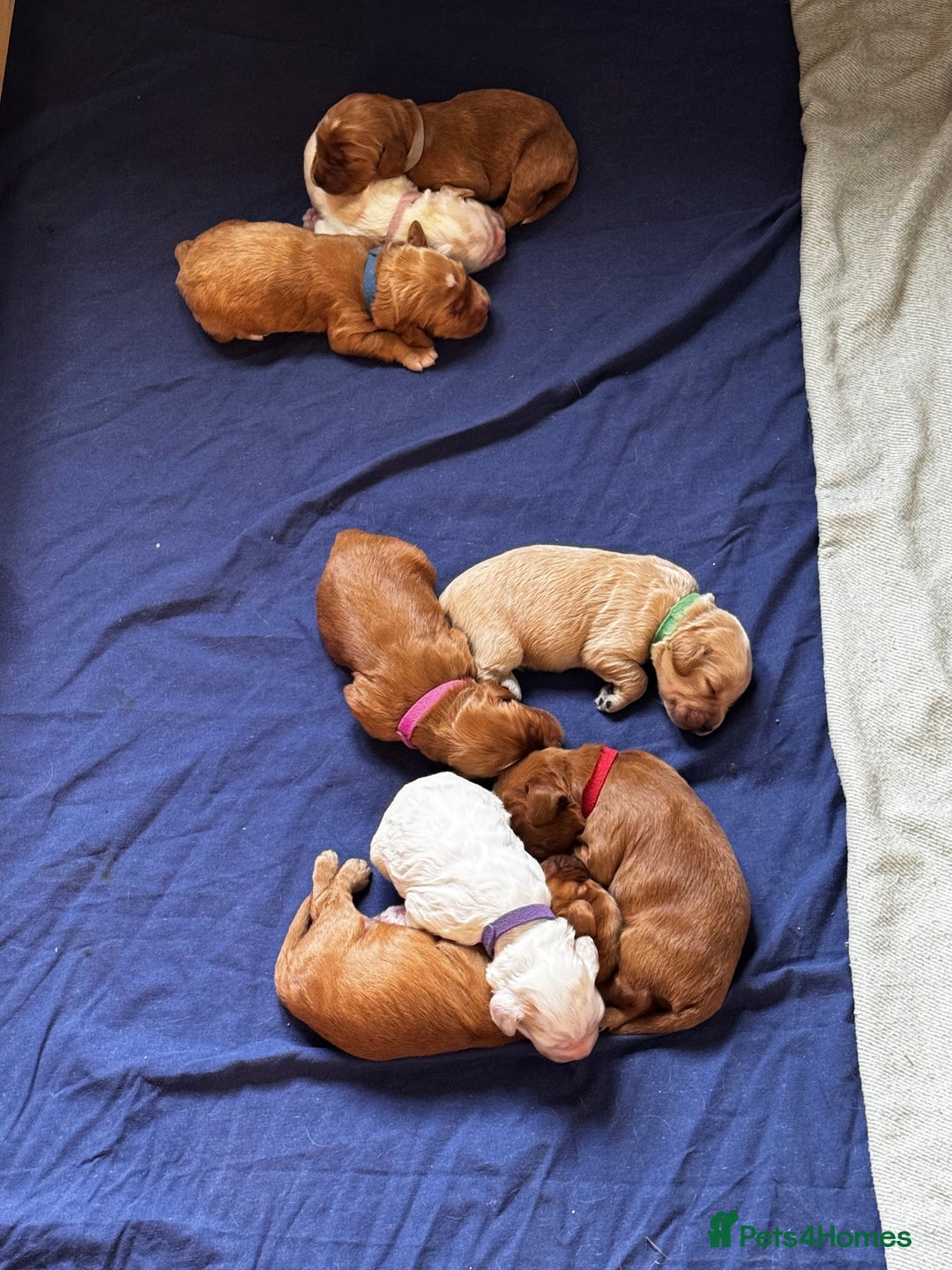 Cockapoo dogs for sale: F1 Cockapoo pups - Image 5