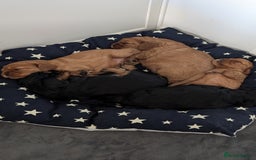 Cavalier King Charles Spaniel dogs for sale: Cavalier King Charles Spaniels beautiful pups - Image 2