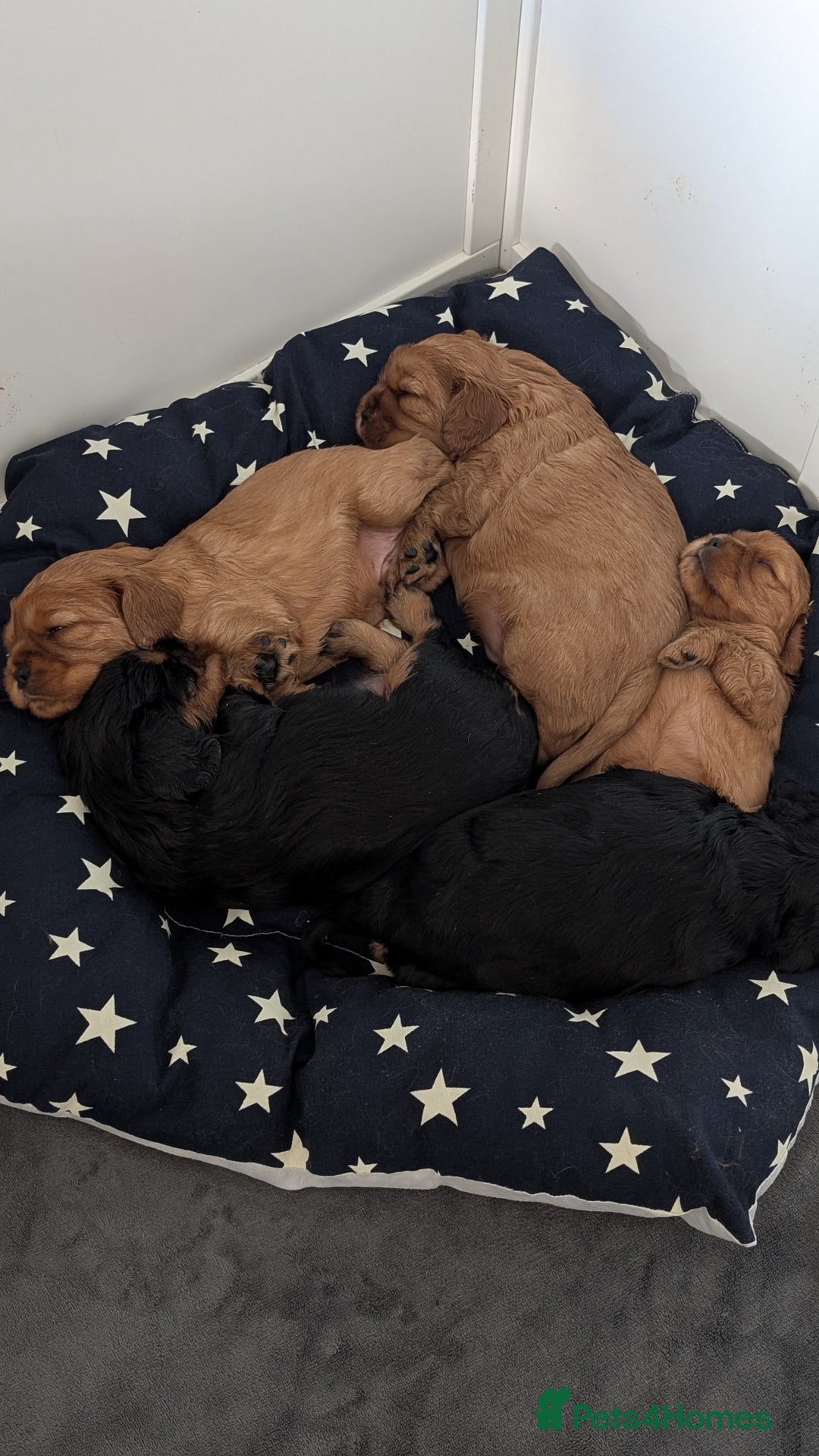 Cavalier King Charles Spaniel dogs for sale: Cavalier King Charles Spaniels beautiful pups - Image 2
