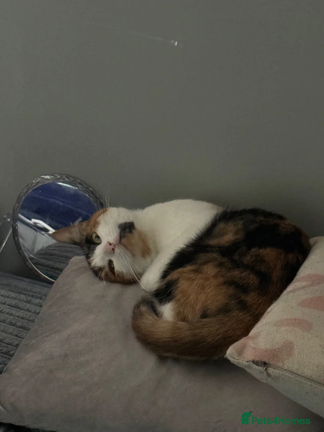 Mixed Breed cats for sale: Two 2 year old cats - Advert 6