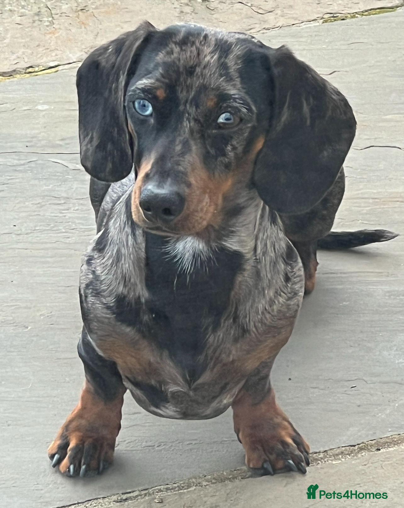 Miniature Dachshund dogs KC REGISTERED true miniature dachshund for stud in Sittingbourne - Advert 17