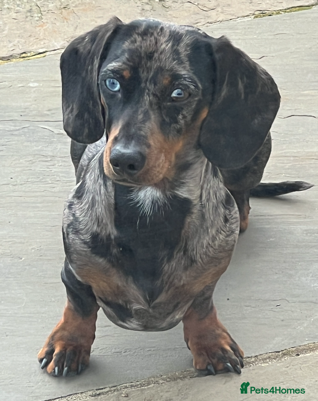 Miniature Dachshund dogs for stud: KC REGISTERED true miniature dachshund for stud in Sittingbourne - Advert 1