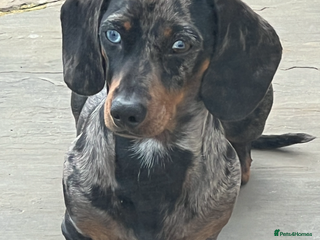 Miniature Dachshund dogs KC REGISTERED true miniature dachshund for stud in Sittingbourne - Advert 19