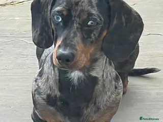 Miniature Dachshund dogs KC REGISTERED true miniature dachshund for stud in Sittingbourne - Advert 9