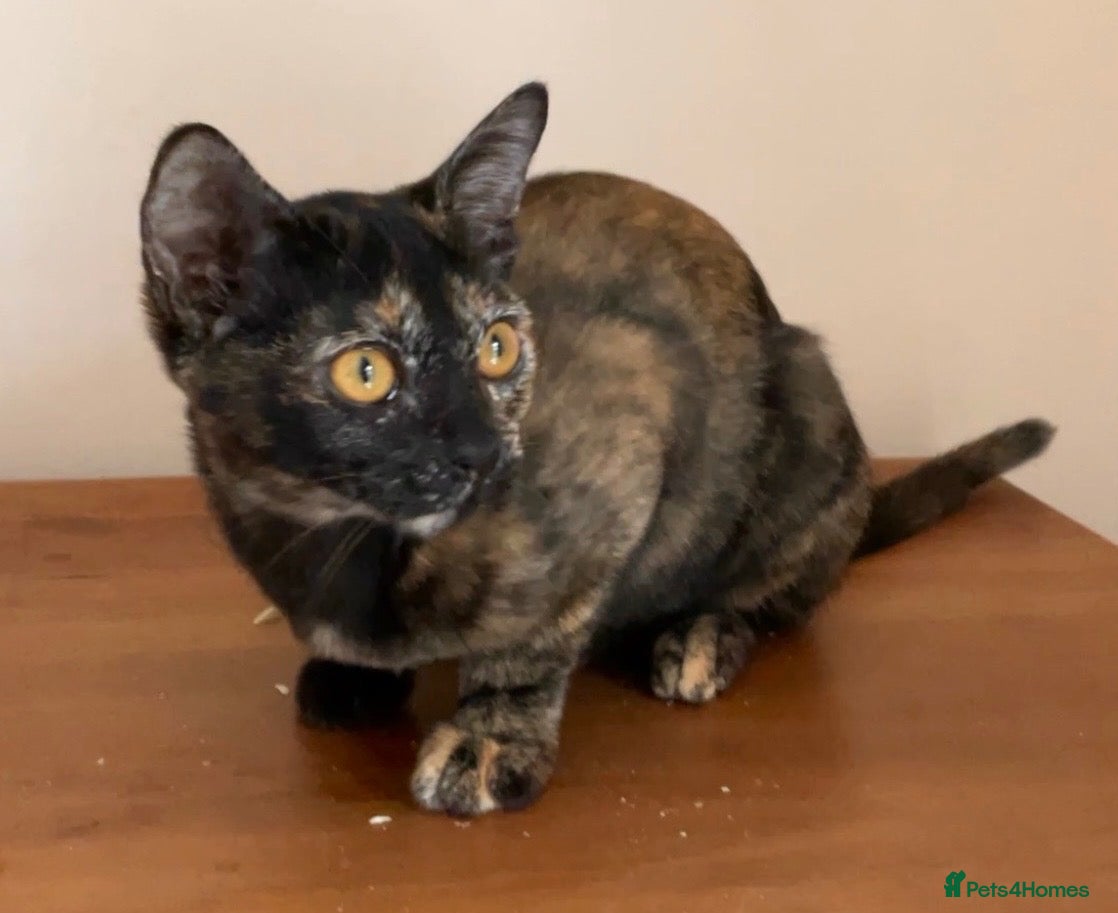 Burmese cats A beautiful GCCF PEDIGREE Black Tortie girl Bubu - Advert 17