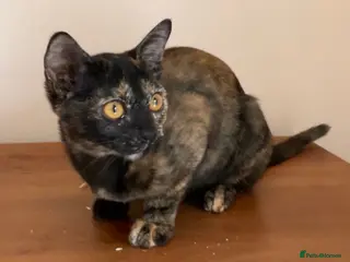 Burmese cats A beautiful GCCF PEDIGREE Black Tortie girl Bubu - Advert 17