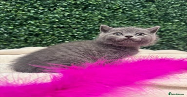 British Shorthair cats - Advert 16