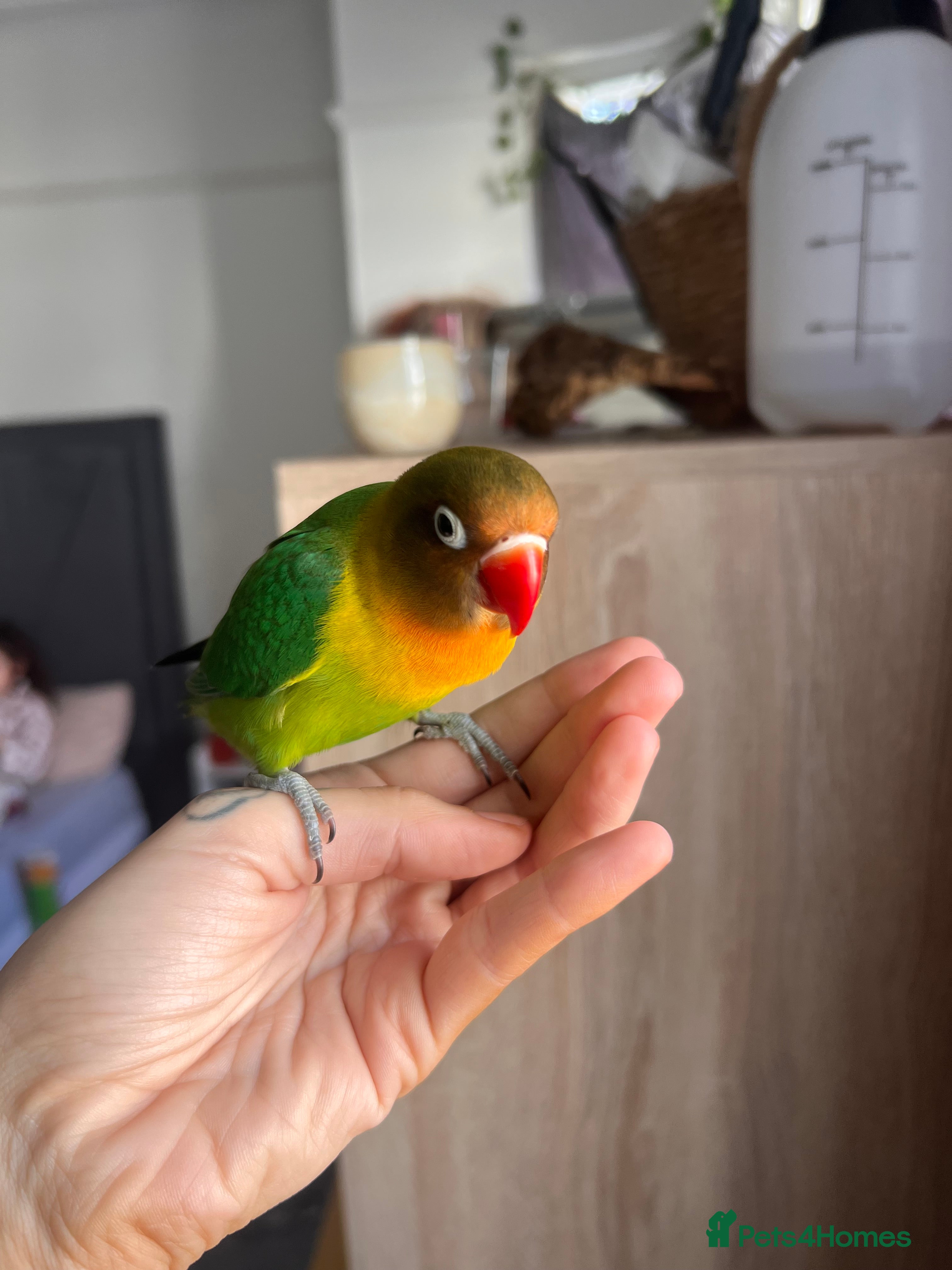 Lovebirds birds Beautiful silly tame Fischer love bird  - Advert 1