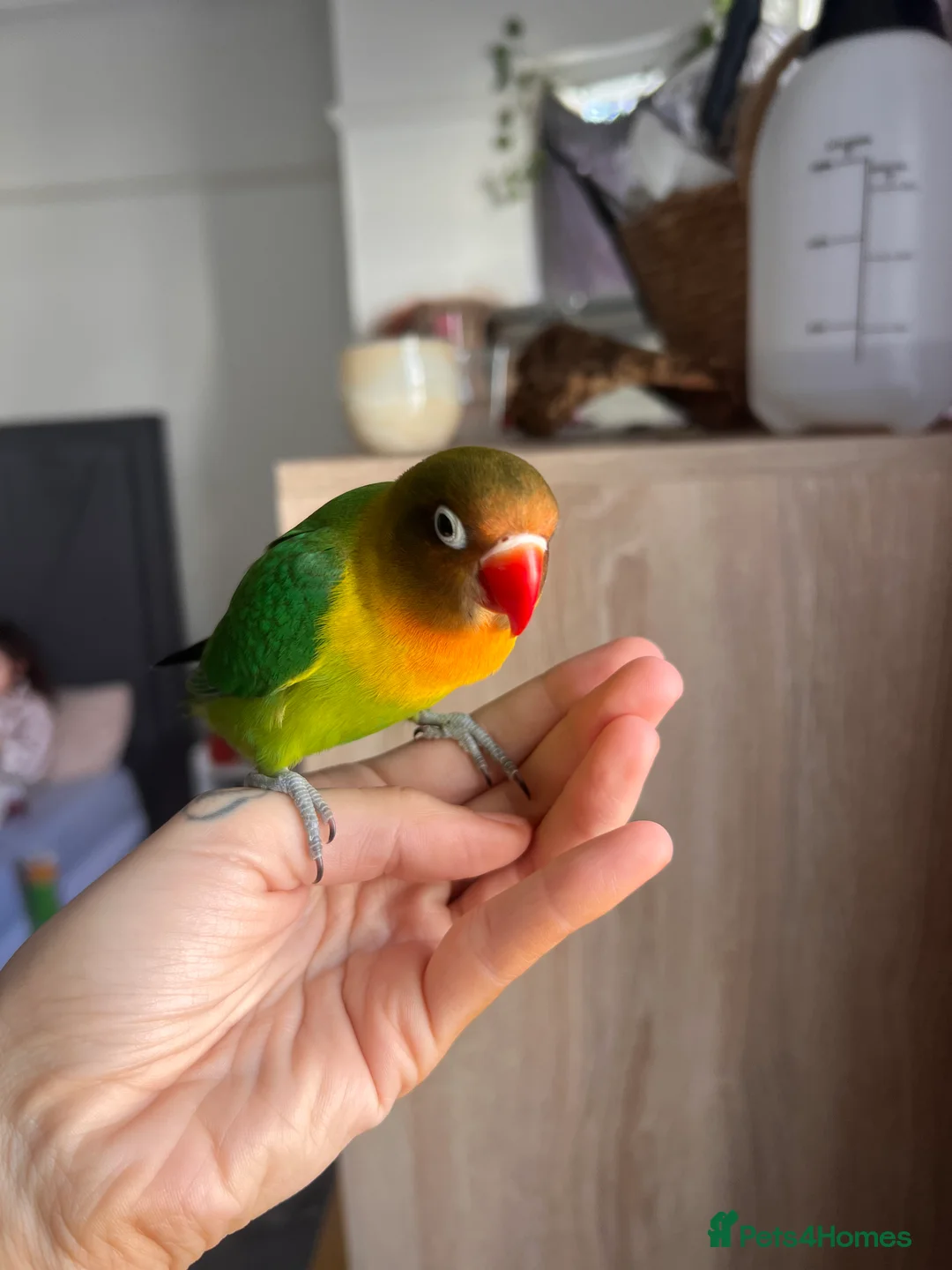 Lovebirds birds for sale: Beautiful silly tame Fischer love bird  - Advert 1