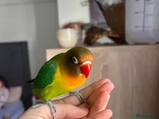 Lovebirds birds Beautiful silly tame Fischer love bird - Advert 1