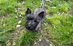 Cairn Terrier dogs for sale: Handsome Cairn Terrier Boy - Image 6