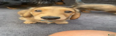 Miniature Dachshund Puppy 1