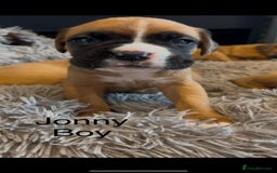 Boxer dogs for sale: Beautiful Boxer Puppies  🐾 - Image 28