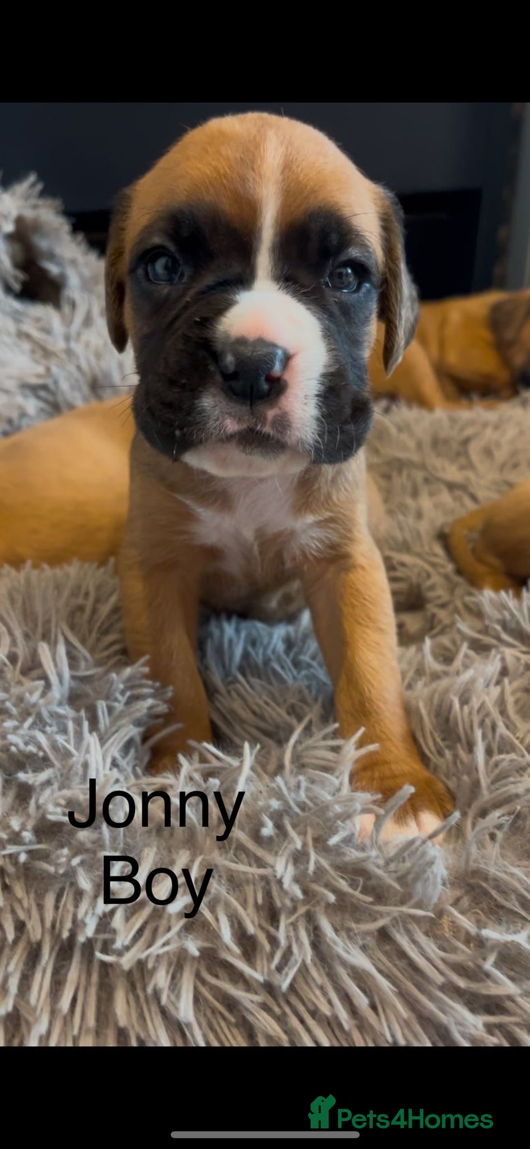 Boxer dogs for sale: Beautiful Boxer Puppies  🐾 - Image 28