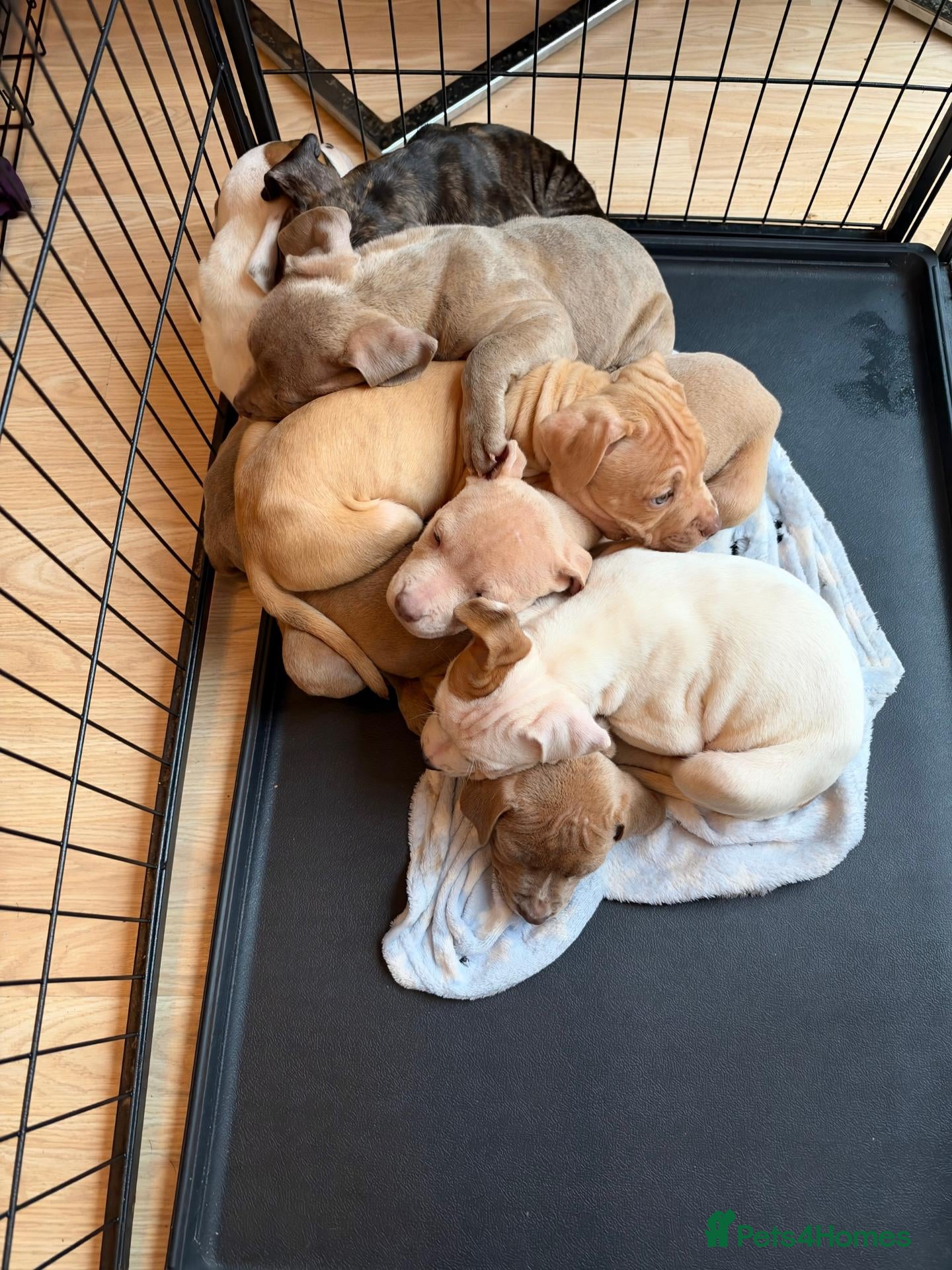 Mixed Breed dogs for sale: 5 staffy puppies - Advert 22