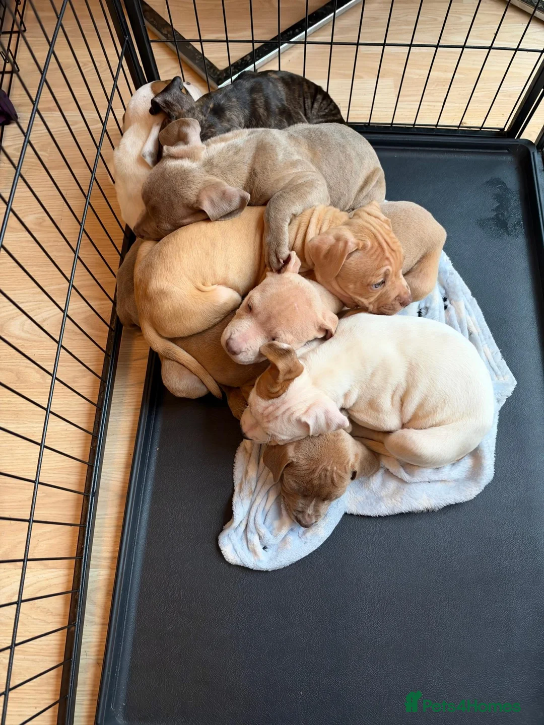 Mixed Breed dogs for sale: 5 staffy puppies - Advert 1