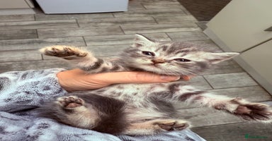 Mixed Breed cats - Advert 14