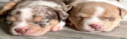 Mixed Breed dogs for sale: Exotic bullies - English bulldog x American bully - Advert 22