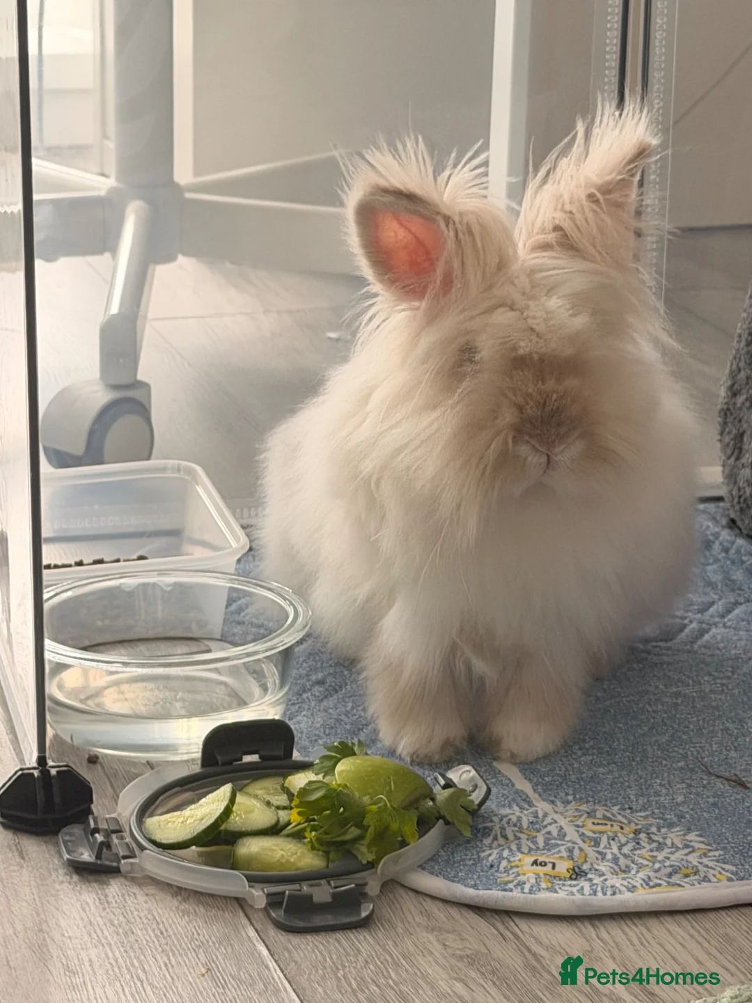 Angora rabbits for sale: Angora bunny for sale  - Advert 2