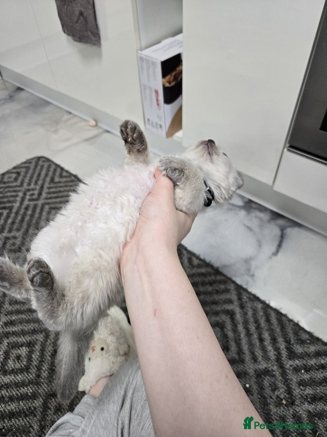 American Curl cats for sale: RARE, Unique, Affectionate American Curl Kittens!  - Advert 39