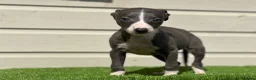 Whippet dogs for sale: Blue whippets  - Advert 20