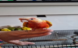 Conures birds for sale: Beautiful fully hand reared conure baby's  - Image 3