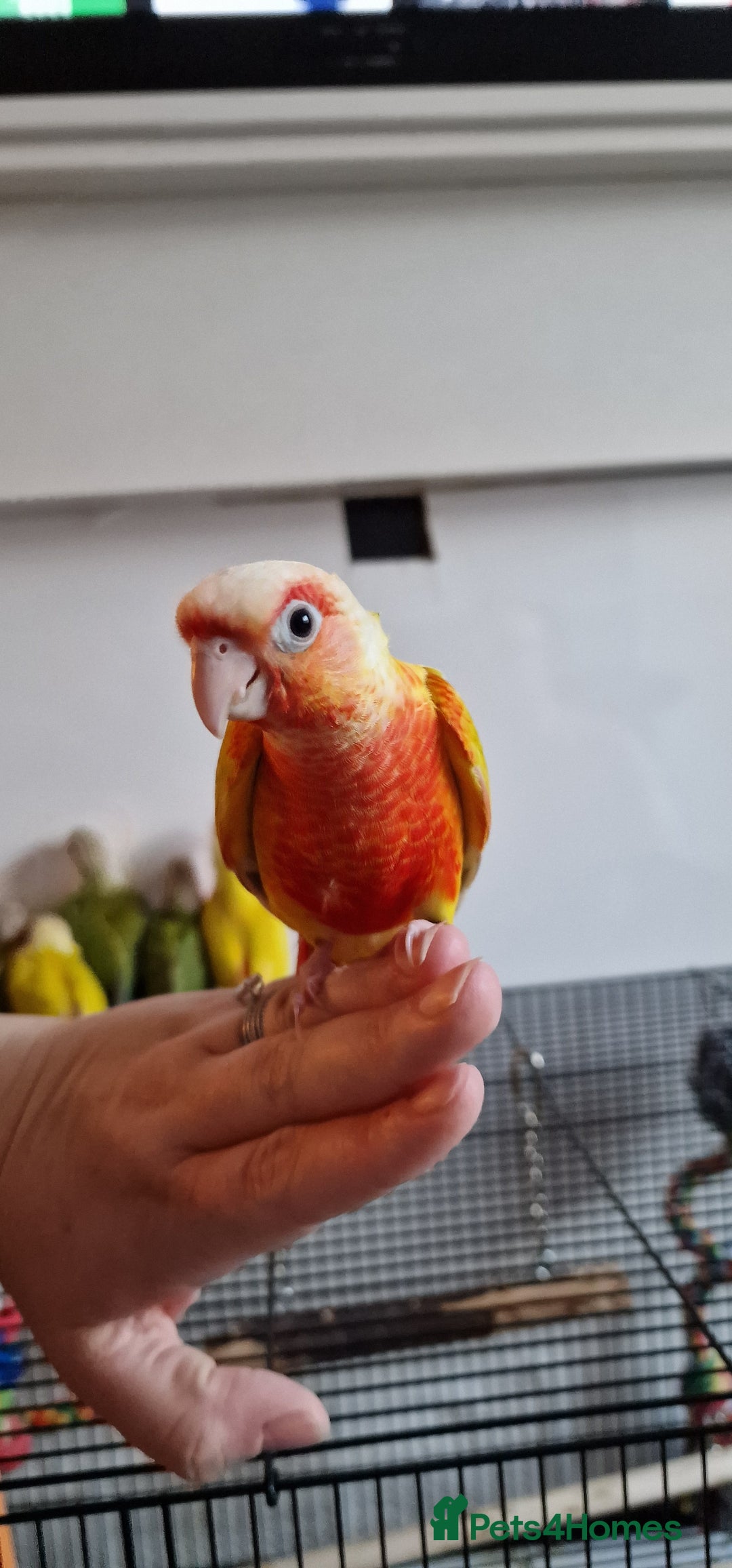 Conures birds for sale: Beautiful fully hand reared conure baby's  - Image 3