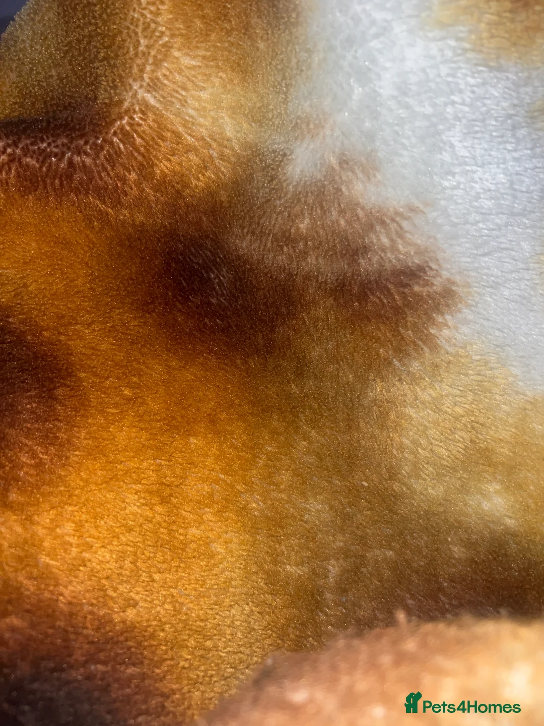 British Shorthair cats for sale: British short hair  in Wolverhampton - Advert 2