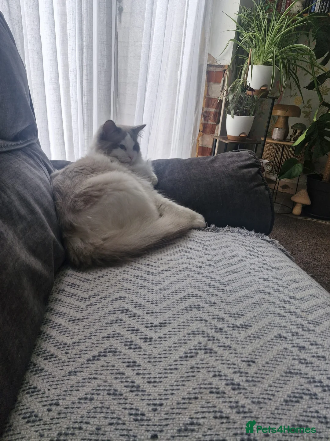 Ragdoll cats for sale: Male ragdoll cat for sale  - Advert 3