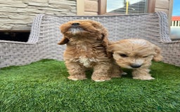 Cockapoo dogs for sale: F1 pra clear Cockapoos  - Advert 14