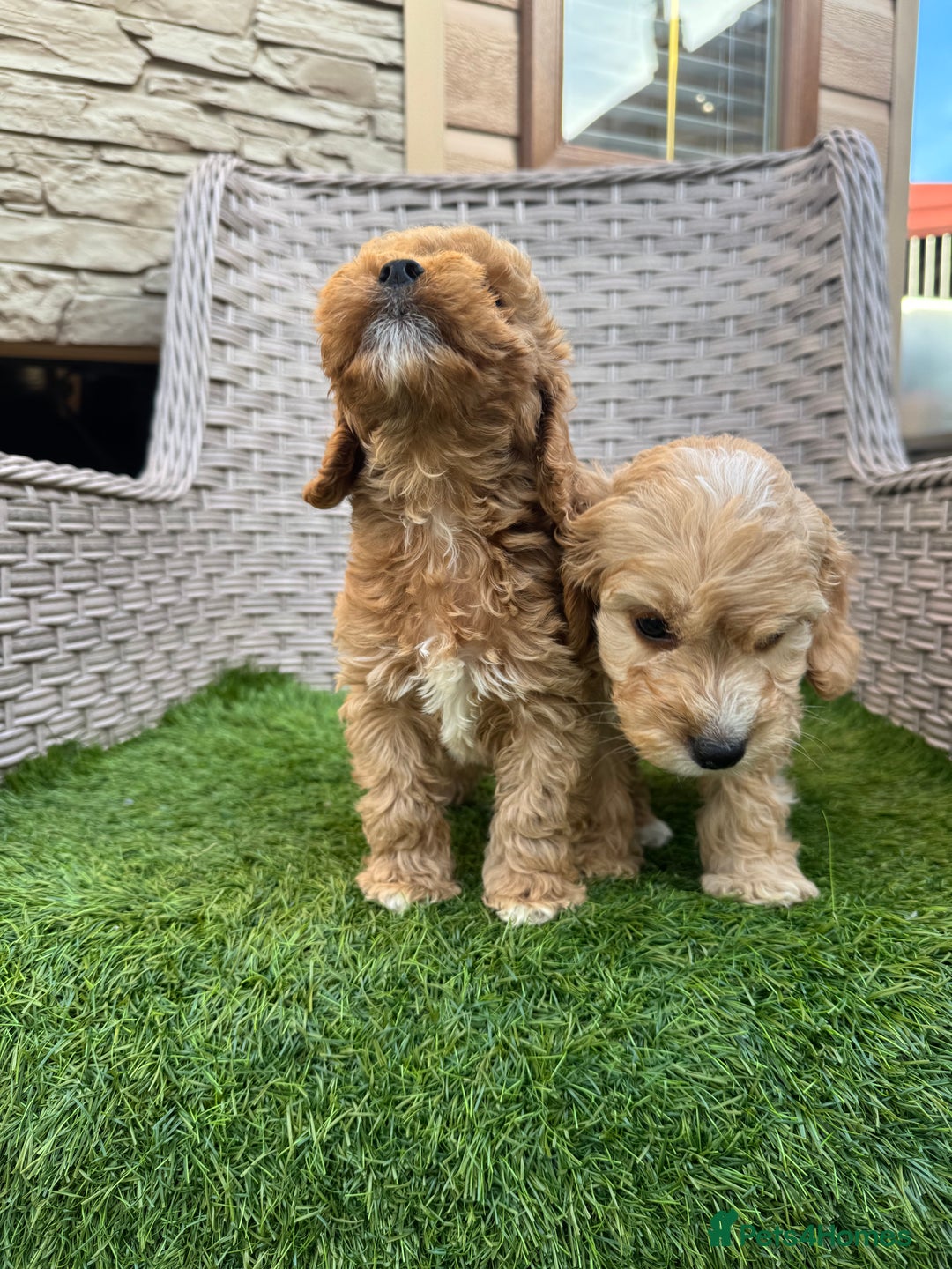 Cockapoo dogs for sale: F1 pra clear Cockapoos  - Advert 14